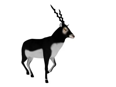 3D Blackbuck RIgged and Animated 3D model