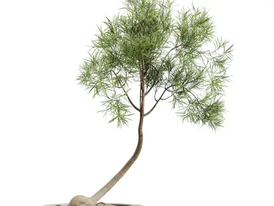 AV HousePlants Japandi Minimalism Ficus Dracaena Marginata14 3D model