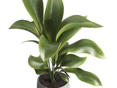 indoor plant 022 3D model
