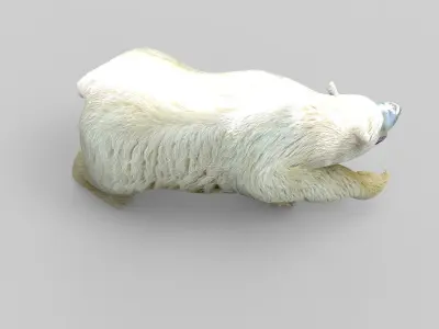 3D Model White Bear Rigged and animated Low-poly 3D model