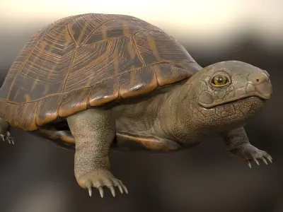 Realistic Turtle 3D model