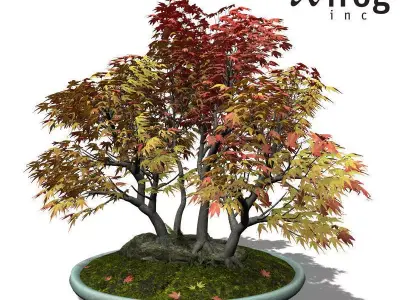 XfrogPlants Japanese Maple - Bonsai 3D model