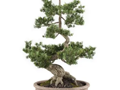 Bonsai tree 02 3D model