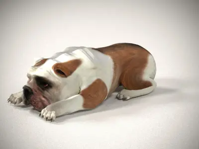 Cute Bulldog 3D model