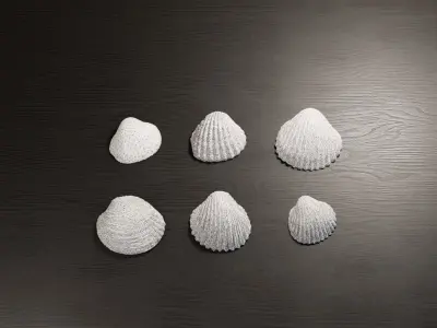 Sea shells collection Vol 2 Low-poly 3D model