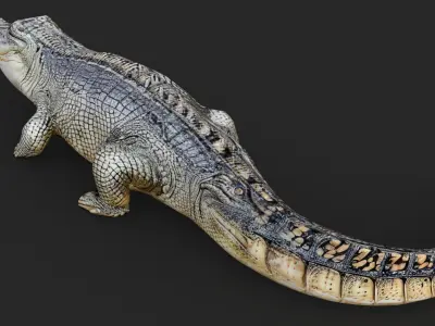 Crocodile Cartoon Low-poly 3D model