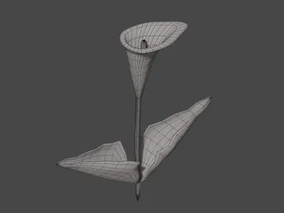 Calla Lily Flower Low-poly 3D model