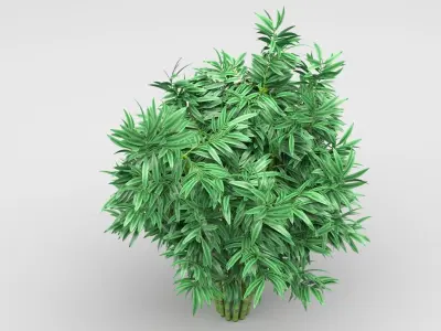 Bamboo plant 3D model
