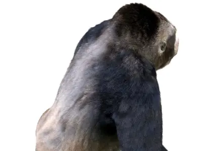 Gorilla Animated blender  Low-poly 3D model