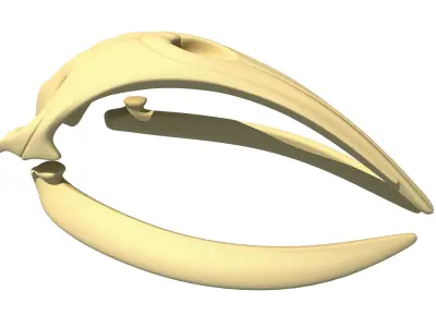 Right Whale Skull 3D model