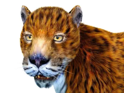 Fur Leopard Rigged  Low-poly 3D model