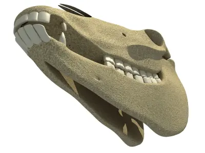 Bones of  Donkey Skull 3D model