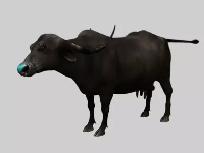 buffalo cow 3d model 3D model