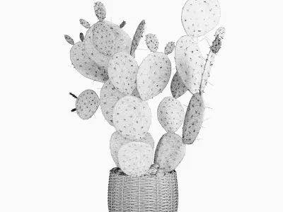 Plant 9 two cactus plants in basket 3D model