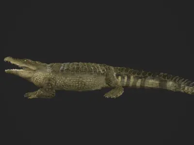 3d crocodile model alligator Low-poly 3D model