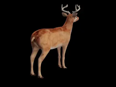 INDIAN DEER Low-poly 3D model