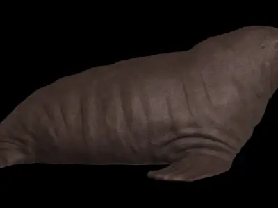 Walrus Low-poly 3D model
