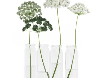 Wild Carrot Flowers in Glass Jars 3D model