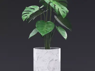 Cheese Plant II 3D model