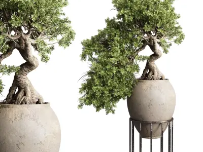 Bonsai tree in an old earthenware vase indoor plant 343 Low-poly 3D model