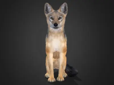 Jackal Realistic Animated 3D model