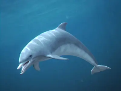 Pack - Marine Mammals 3D model