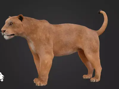 Lioness 3D model