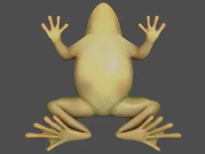 Tree frog Low-poly 3D model