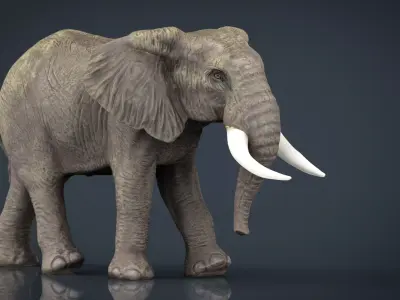 African Elephant Low-poly 3D model