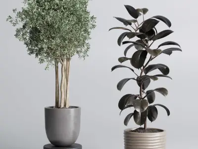 indoor plant pot plant ficus rubbery tree concrete dirt vase 3D model