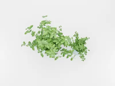 DECORATIVE PLANTS IN POTS 3D model