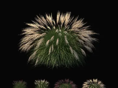 Miscanthus sinensis large pack 3D model
