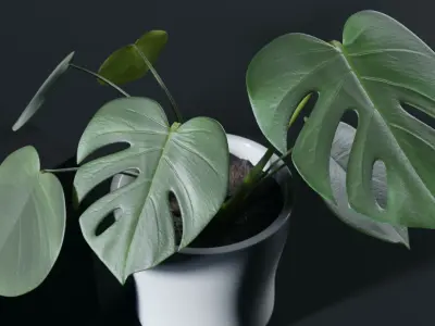 potted plants - pack 3D model