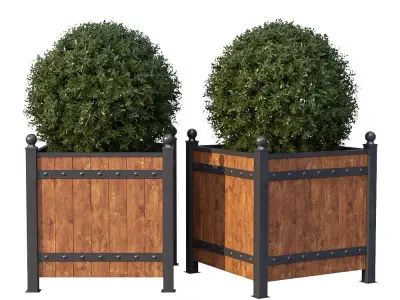 Street bushes in boxes 3D model