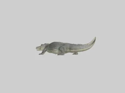 Nile Crocodile basking model Low-poly 3D model