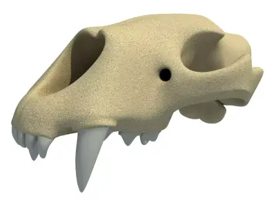 3D Skull of Lion  3D model