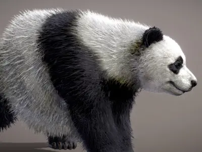 Giant Panda 3D model