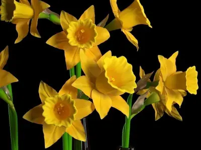 Flowers Collection 05 3D model