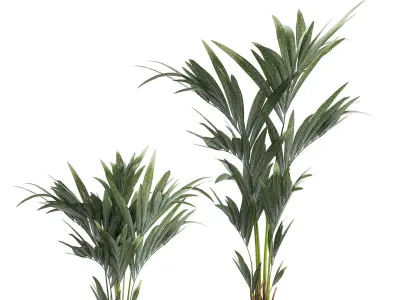 Beautiful Howea palm tree in a flower pot for decoration 1291 3D model