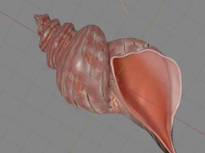 Conch Shell 3D model
