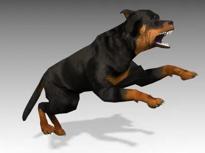 Rottweiler Animated Low-poly 3D model