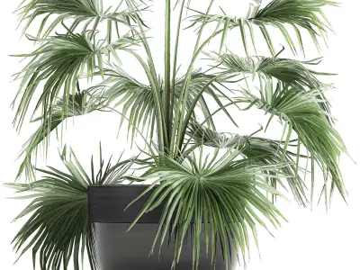 Decorative palm in a flowerpot 712 3D model