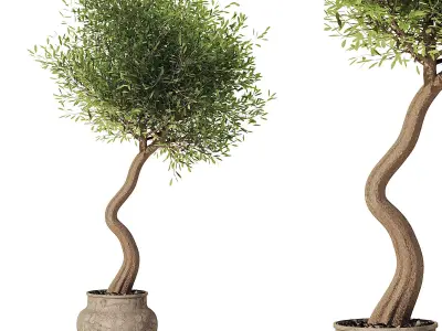 Pendolino Olive In Old Pot 3D model