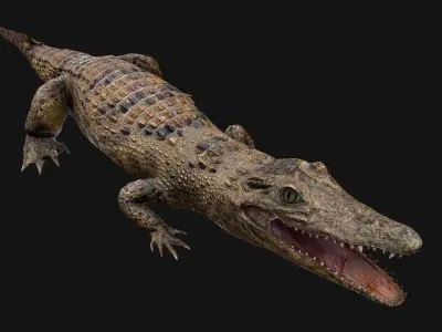 Reptile Pack Crocodile Iguana Turtle Varanus Low-poly 3D model