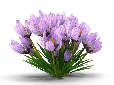 Crocus violet 3D model