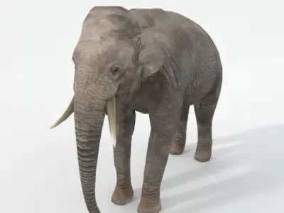 Elephant Low-poly 3D model 2