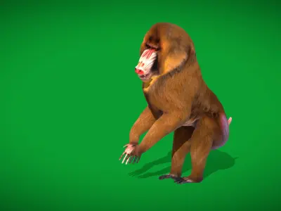 Mandrills Monkey Low-poly 3D model