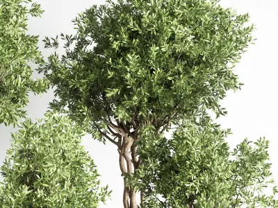  indoor outdoor plant 145 plant tree vase dirty concrete  3D model