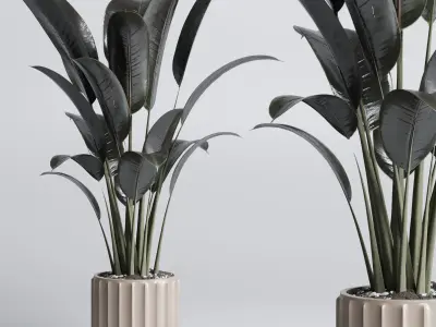 indoor plant pot plant ficus rubbery tree concrete dirt vase 3D model