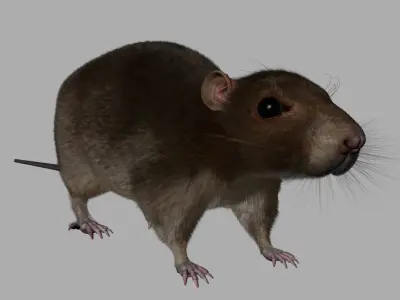 rat 3d model fur 3D model purchase